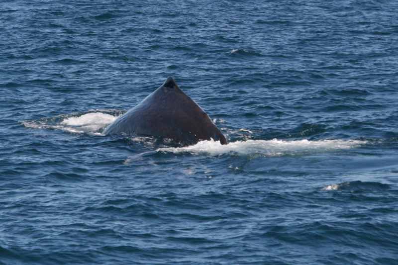 Nieuw-Zeeland 2011 - 1209